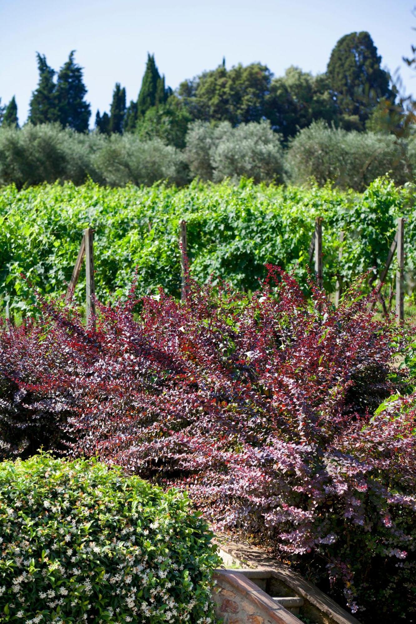 Agriturismo La Casa Di Rodo Quarrata Eksteriør billede