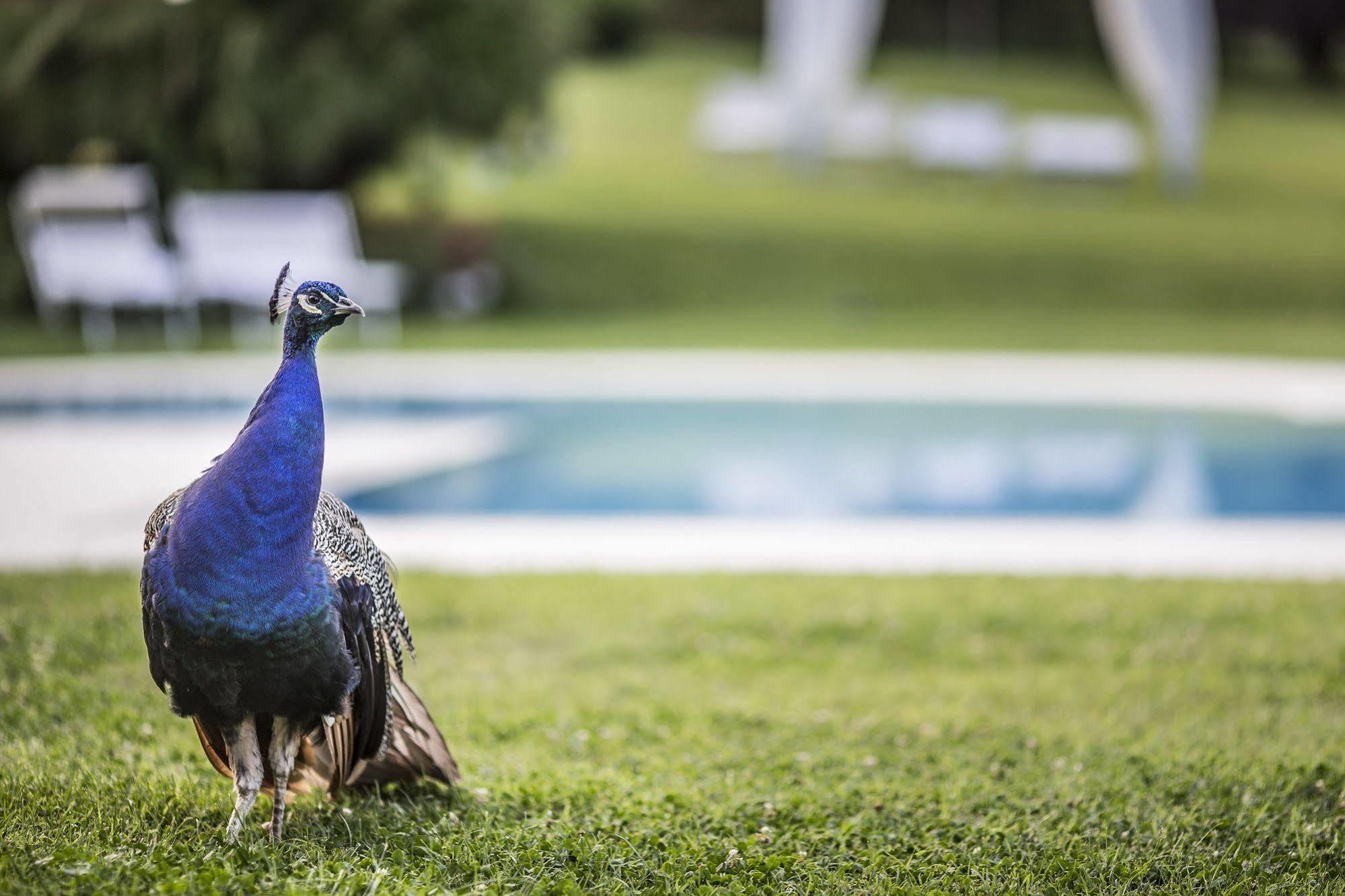 Agriturismo La Casa Di Rodo Quarrata Eksteriør billede